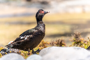 Wild duck in Fuerteventura, los molinos, rural town facing the atlantic ocean