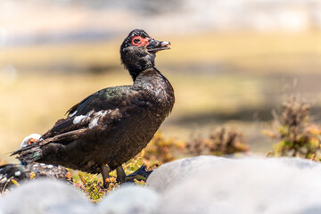 Wild duck in Fuerteventura, los molinos, rural town facing the atlantic ocean