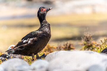 Wild duck in Fuerteventura, los molinos, rural town facing the atlantic ocean