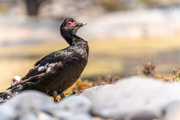 Wild duck in Fuerteventura, los molinos, rural town facing the atlantic ocean