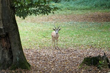 Vigilant persian goitered gazelle looks around the surroundings for predators 