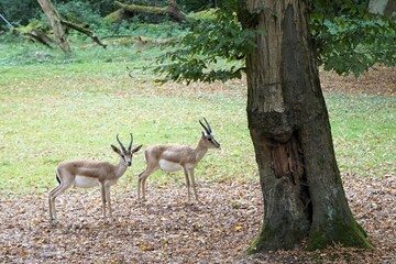 Group of persian goitered gazelles on a forest floor covered with leaves in search of food 