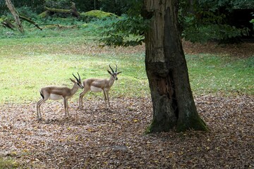 Group of persian goitered gazelles on a forest floor covered with leaves in search of food 