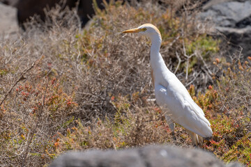 Obraz premium A great egret heron with orange neck in Fuerteventura, Los Molinos, Canary Islands, Spain