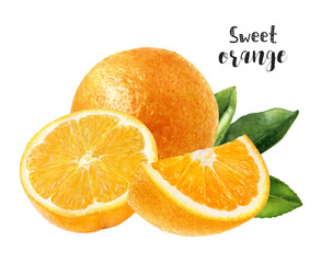 Watercolor illustration of orange fruit close up. Design template for packaging, menu, postcards.