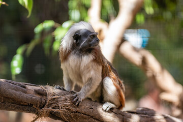 Callitrichidae marmosets, tamarins, and lion tamarins Callitrichinae, of the family Cebidae. Monkey in Zoo