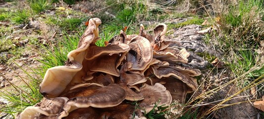 Panoramic shot of brown mushrooms in a forest