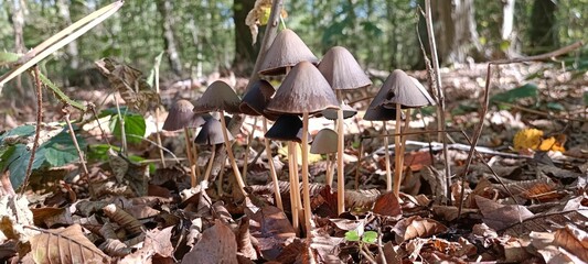 Panoramic shot of mushrooms among autumn foliage in a forest