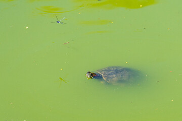 Pond slider (Trachemys scripta elegans) species of common, medium-sized, semiaquatic turtle in a green water pond