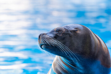 Detail of the ear of a sea lion seal in fuerteventura LA LAJITA Canary islands  show in the pool Oasis Park, Fuerteventura, Spain