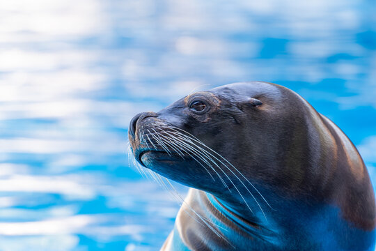 Detail of the ear of a sea lion seal in fuerteventura LA LAJITA Canary islands  show in the pool Oasis Park, Fuerteventura, Spain