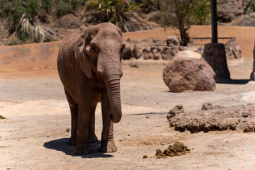 African elephant in oasis park fuerteventura
