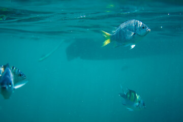 Group of Sergeant Major fishes underwater in Koh Tao