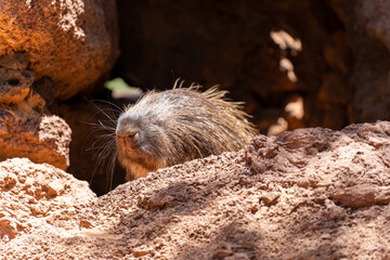 african porcupine on rocks in the sun