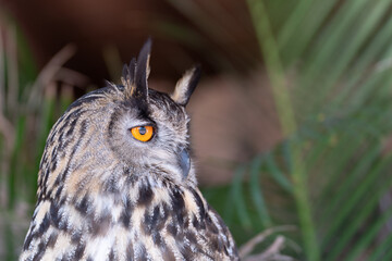 Eurasian eagle-owl Bubo bubo  also called the Uhu closeup of orange eyes