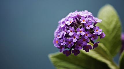 Heliotrope Natural Colors , Background For Banner, HD