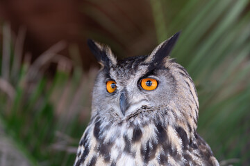 Eurasian eagle-owl Bubo bubo  also called the Uhu closeup of orange eyes