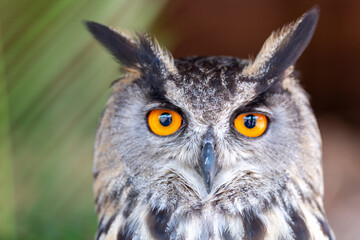 Eurasian eagle-owl Bubo bubo  also called the Uhu closeup of orange eyes