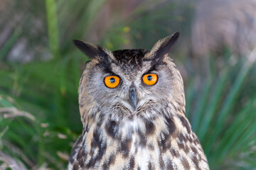 Eurasian eagle-owl Bubo bubo  also called the Uhu closeup of orange eyes