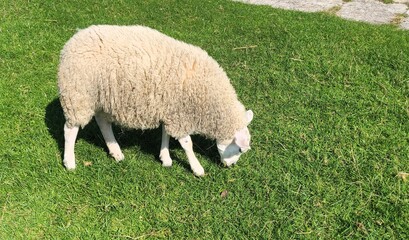 Cute sheep eating gras on a meadow, farm animals, animal husbandry, sheep herd