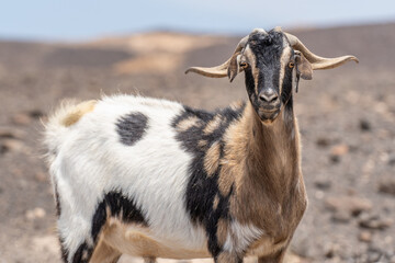 Wild goat in the arid Fuerteventura desert, canary islands, spain, colorful herd playful touristic...