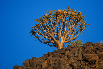 Quiver tree