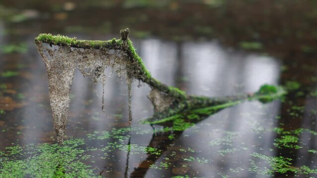 a branch sticking out of a swamp lake covered with green moss with dried duckweed over the surface of the water in autumn forest. sliding shot