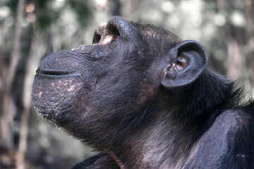 Chimpanzee primate portrait, Pan troglodytes