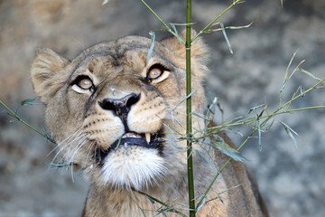 A lioness portrait (Panthera Leo)