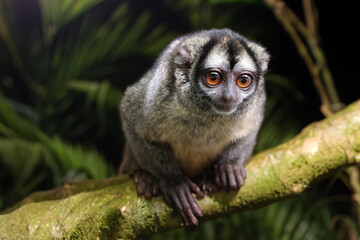 Night monkey, also known as owl monkey or douroucouli - 677896403