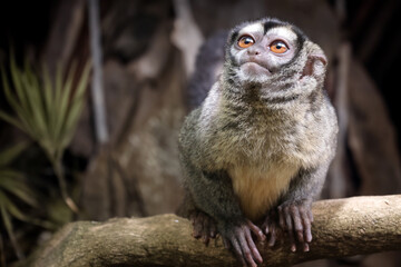Night monkey, also known as owl monkey or douroucouli - 677896430
