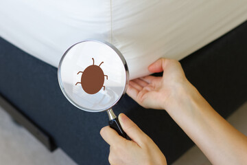 ベッドのマットレスの害虫を調べる女性の手元