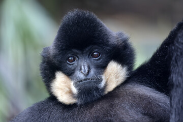 The yellow-cheeked gibbon (Nomascus gabriellae), also called the golden-cheeked gibbon