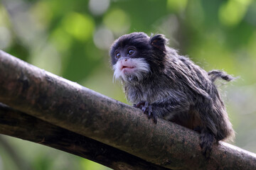 Saguinus imperator or emperor tamarin