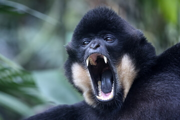 The yellow-cheeked gibbon (Nomascus gabriellae), also called the golden-cheeked gibbon - 677896678