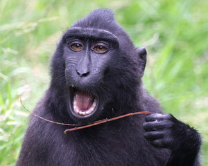 close up view of cute crested macaque (macaca nigra) monkey in wildlife