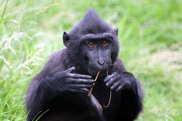 close up view of cute crested macaque (macaca nigra) monkey in wildlife