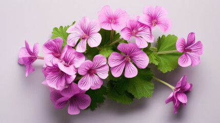 Geranium Natural Colors , Background For Banner, HD