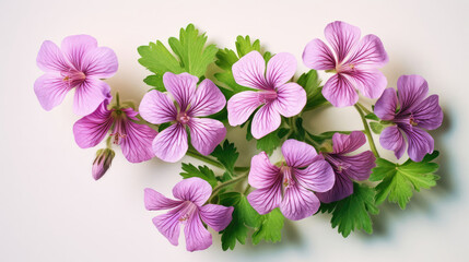 Geranium Natural Colors , Background For Banner, HD