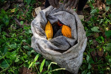 A sack with cocoa pods freshly harvested by a farmer in his cultivation