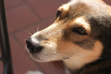 portrait of a dog