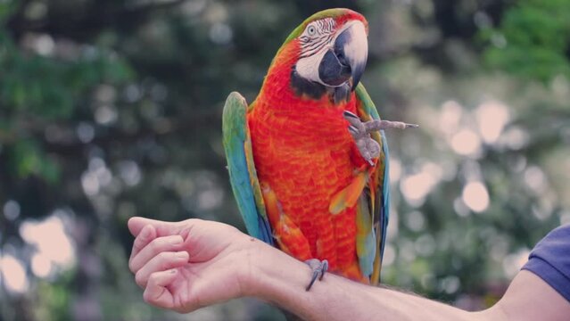 A parrot eats an arm during a show