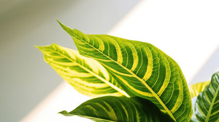 Fototapeta na wymiar Dieffenbachia Leaf Natural Colors , Background For Banner, HD