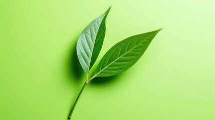 Evergreen Leaf Natural Colors , Background For Banner, HD