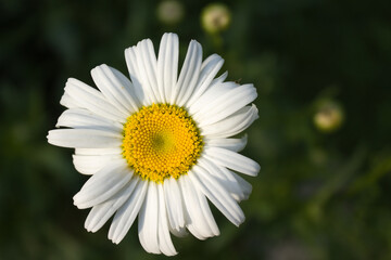 "Petals Up Close: Macro Photography of a Daisy"