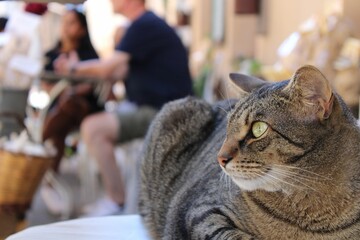 Close-up shot of a lying tabby cat with people on the background