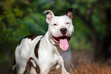 A smiling white American Staffordshire terrier with different eyes is looking at the photographer. Portrait of a beautiful fighting dog on a walk in a city park. Fighting dogs. - obrazy, fototapety, plakaty