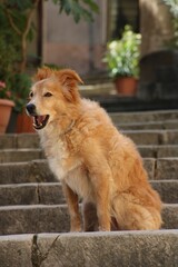 Vertical shot of a Golden Retriever, a Scottish breed with collar sitting on the steps