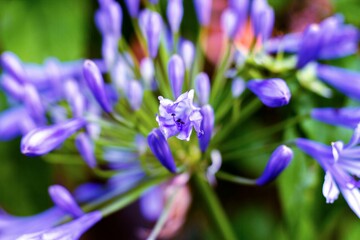 Selective focus shot of the blooming African lily flowers with blur background