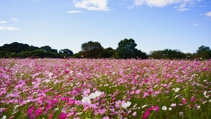 コスモス畑